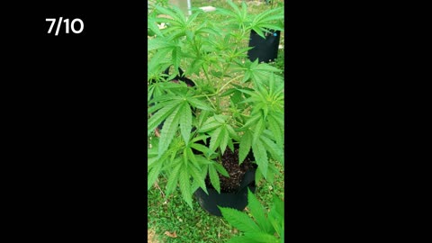 First Grow Photo Journal | Cannabis Plant 1 | June 24th-July 10th