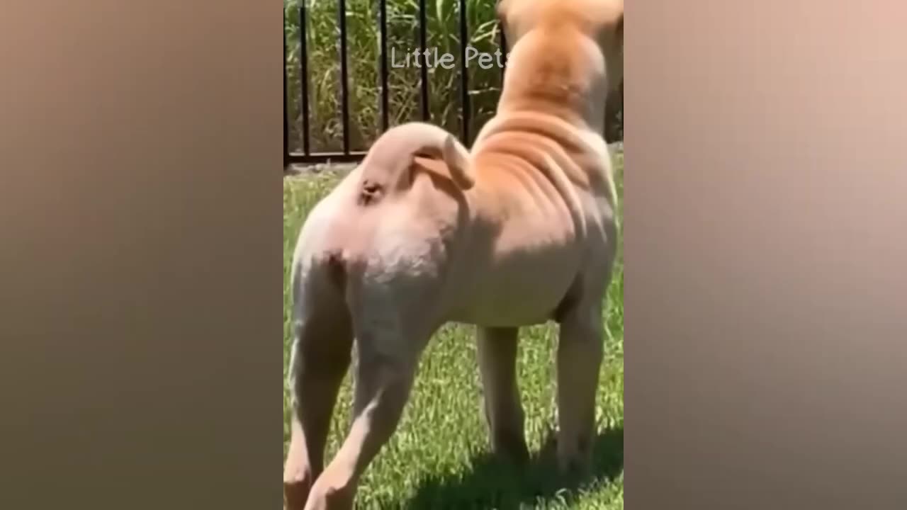 funny animal videos