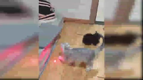 Cat cute cat smart