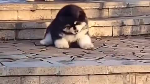 Cute Dog falls over