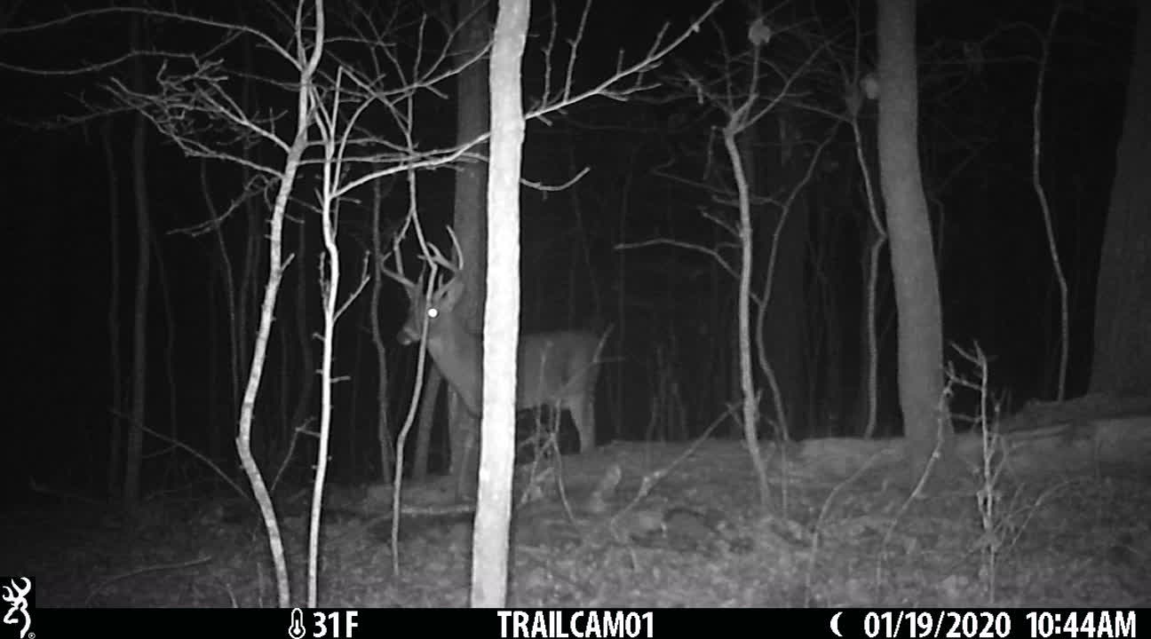 8 point buck.. Nice!