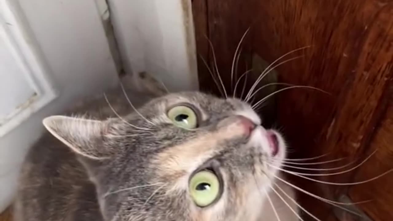 make cats come to you Sounds that attract cats #cats #cat #kitty # kitties