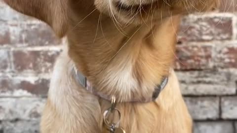 Nothing makes him more happy than these healthy treats 🐾
