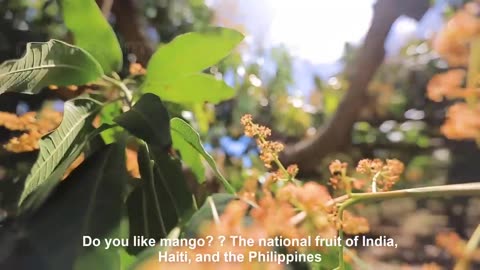 How to Harvest Mango fruit and Processing - Awesome Mango Juice Processing - Mango Farm