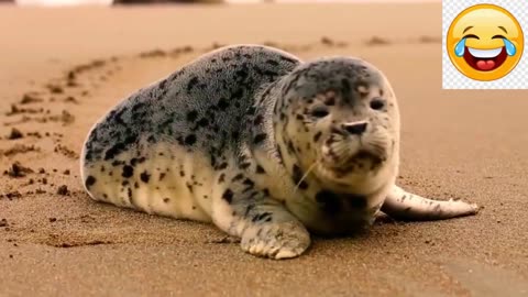 Baby Animal Video