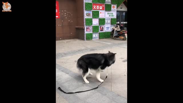 Cute Funny and Smart Dogs Compilation