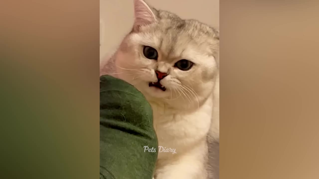 Cat funny video 😆