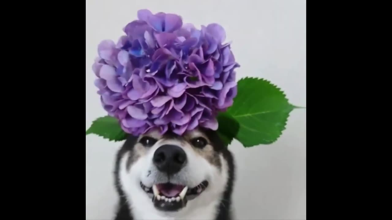 Funny and Cute Animal Moments Video Compilation #9