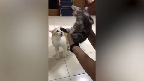 New funny animals😂 funniest cats dogs video😍😍