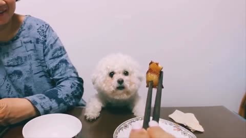 Baby Dogs: 32 of the Cutest and Funniest Dog Videos | Aww Animals