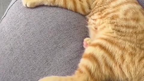Funny cat