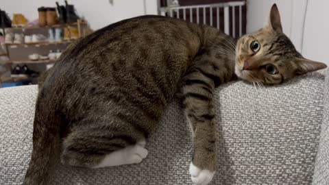 Pat the little cat