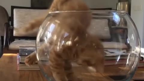 Aihao cat