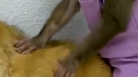#feisty monkey