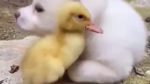 Funniest Animals videos compilation . Best Of The 2023 try not to laugh