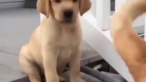 funny cute dogs video