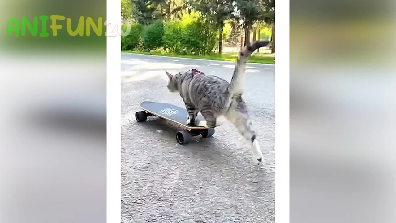Funny dog videos, hilarious cat videos, and the funniest animal 😹 videos of 2023,🤣 part two🐶