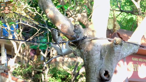 4K Quality Animal Footage - Monkeys Beautiful Scenes Episode 9 | Viral Monkey