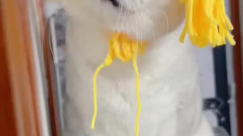 #cutecat