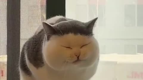 Fluffy Fur Ball