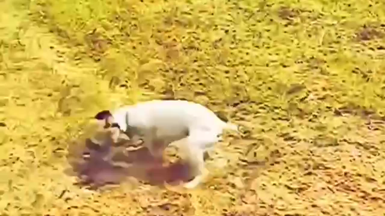 Dog vs snake