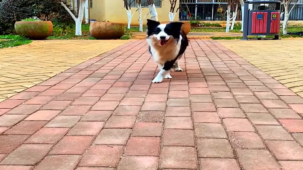 The dog play essence upper body funny series, music sounded, involuntarily
