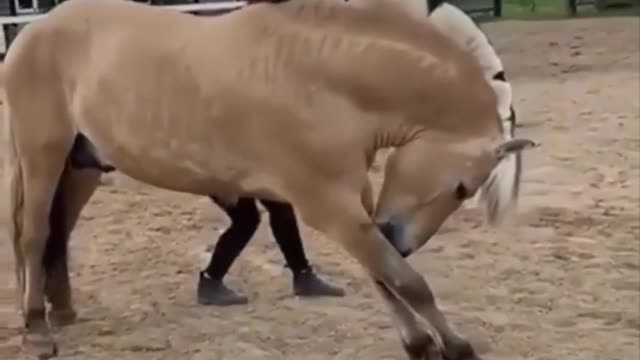 Horse SOO Cute! Cute And funny horse Videos Compilation cute moment #21