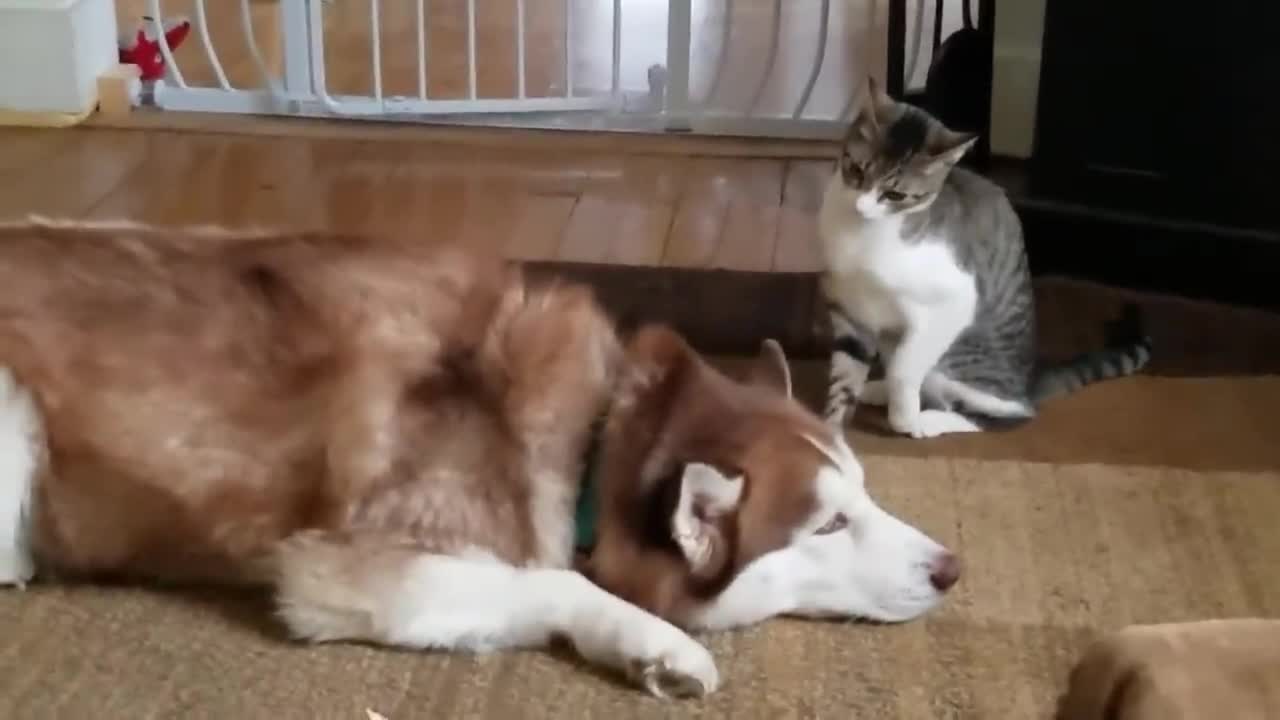 Cat bullies Husky