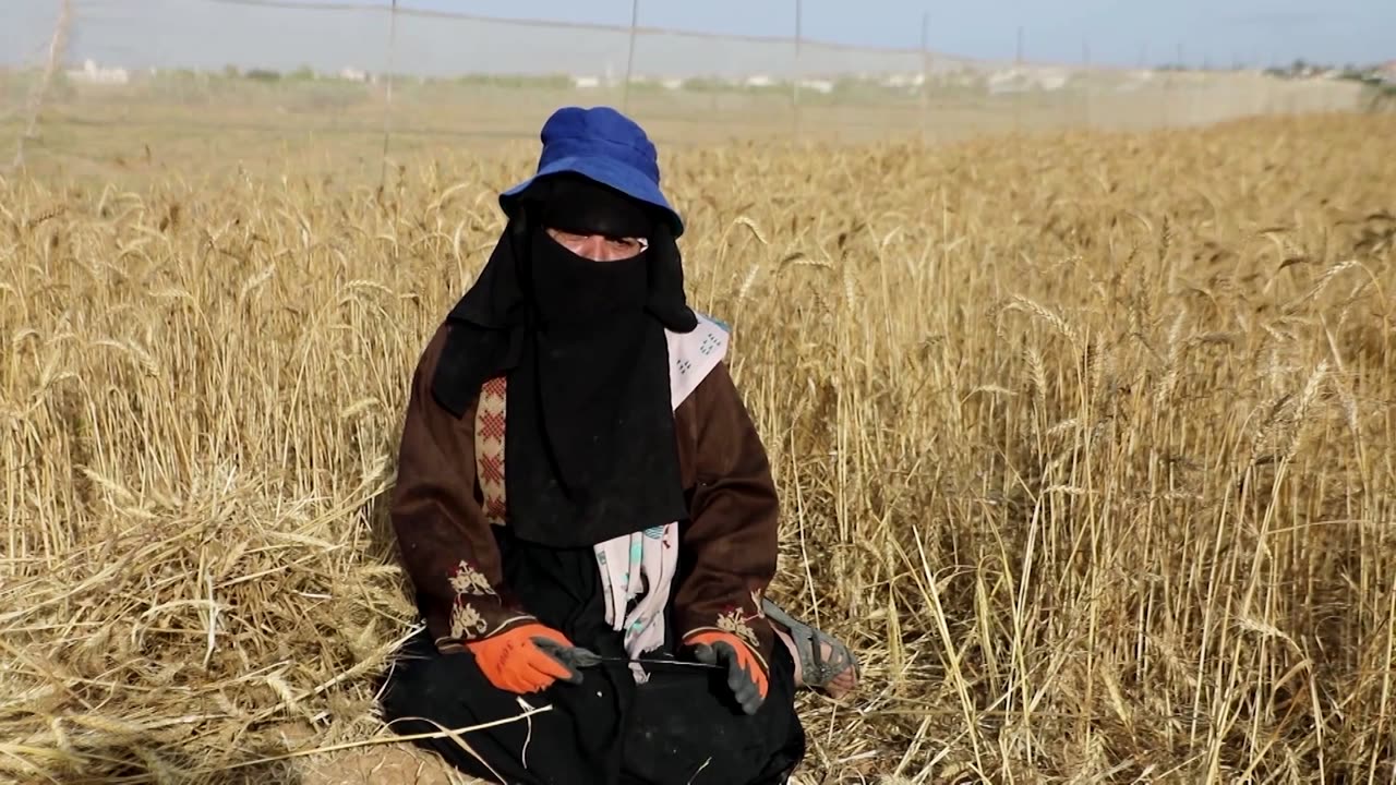 Disappointing weather takes its toll on Gaza wheat