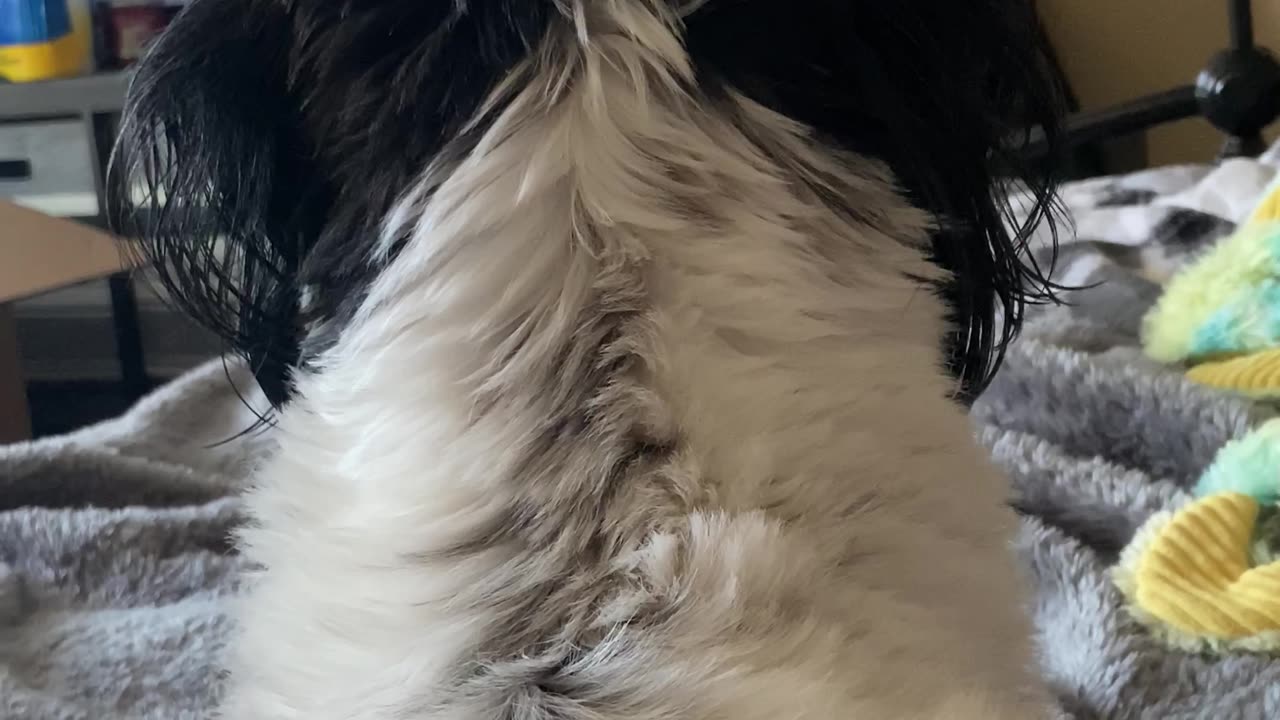 Marble reacting to my videos