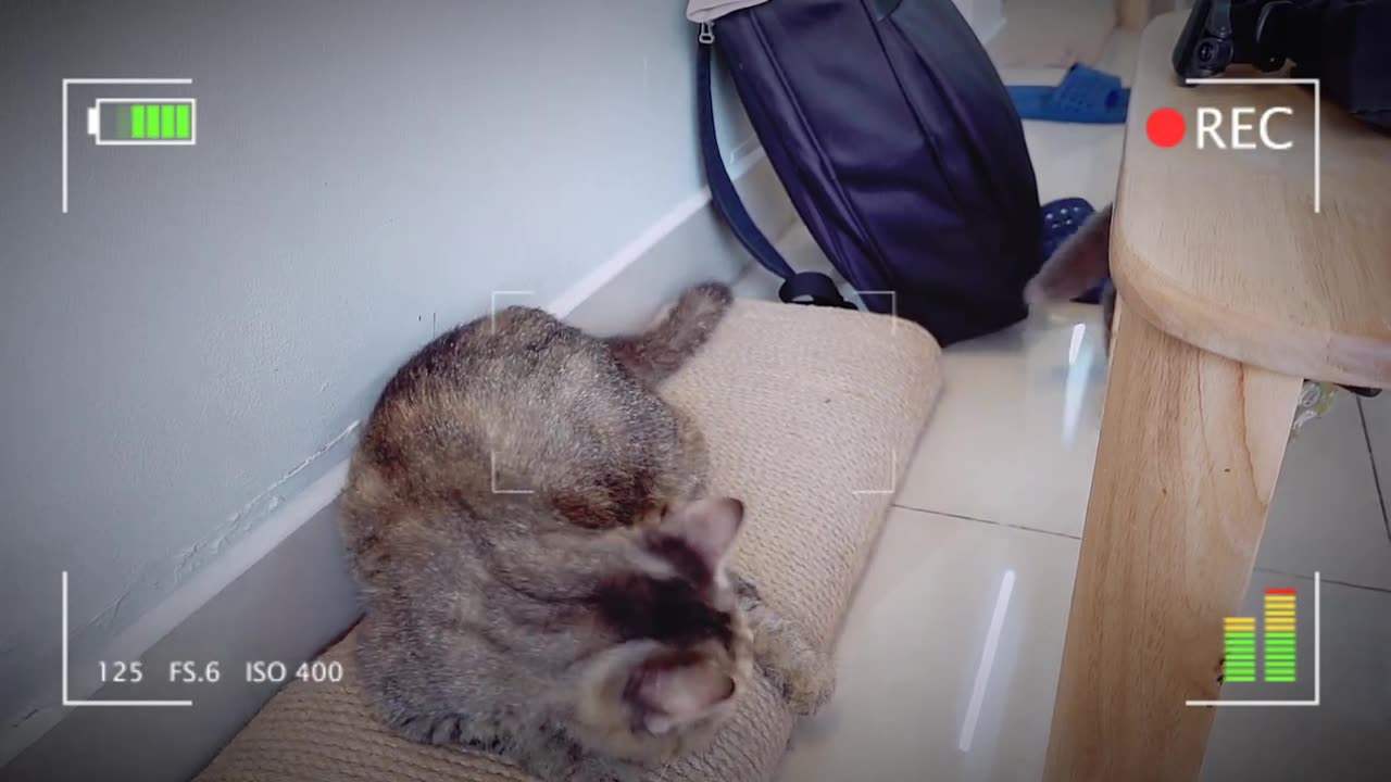 These Little Cats - Kittens Playing So Cute And Funny | Viral Cat