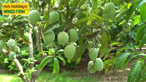 Mango Farmland for Sale | Client Feedback in Mango Farmland - M/S Holidays Mango Farm