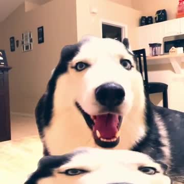 compilation | baby animals 79 | cute animals 79 | kids #shorts