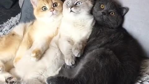 Triplet Trouble Three little kitten Meowch