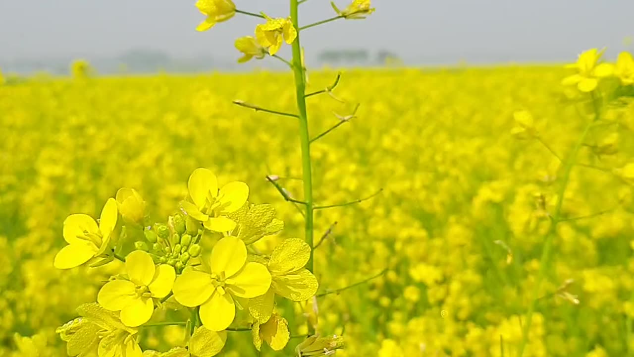 Natural beauty in Bangladesh