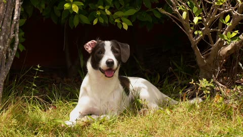 Cute Dog Laying on the Grass