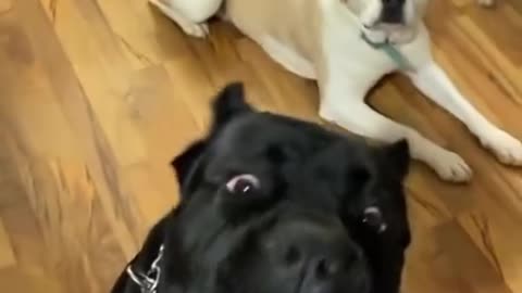 Funny dogs