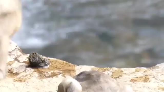 Baby monkeys swimming