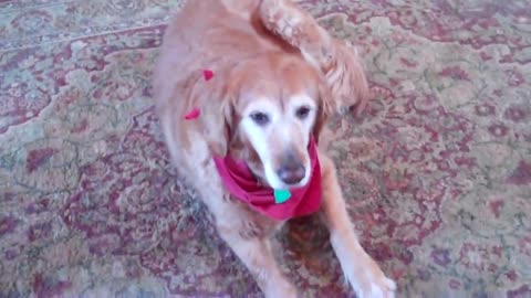 Denver Official Guilty Dog