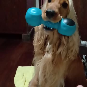 Entertainment dog, cute, viral, Subscribe to my channel, like, share,