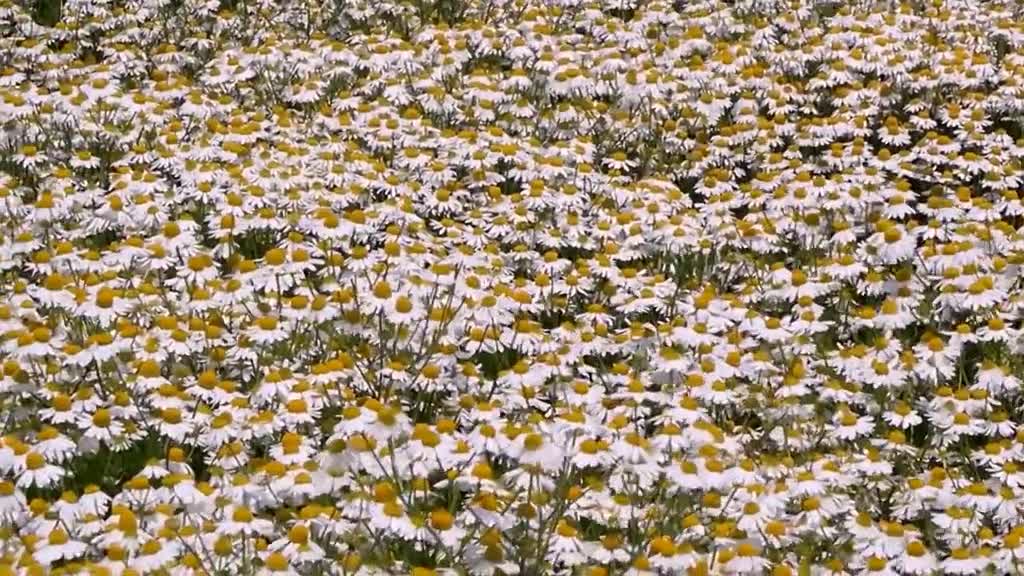 It's really super romantic to watch the wild chamomile