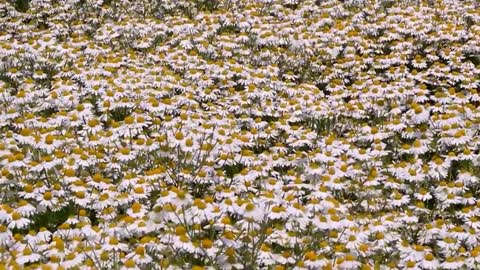 It's really super romantic to watch the wild chamomile