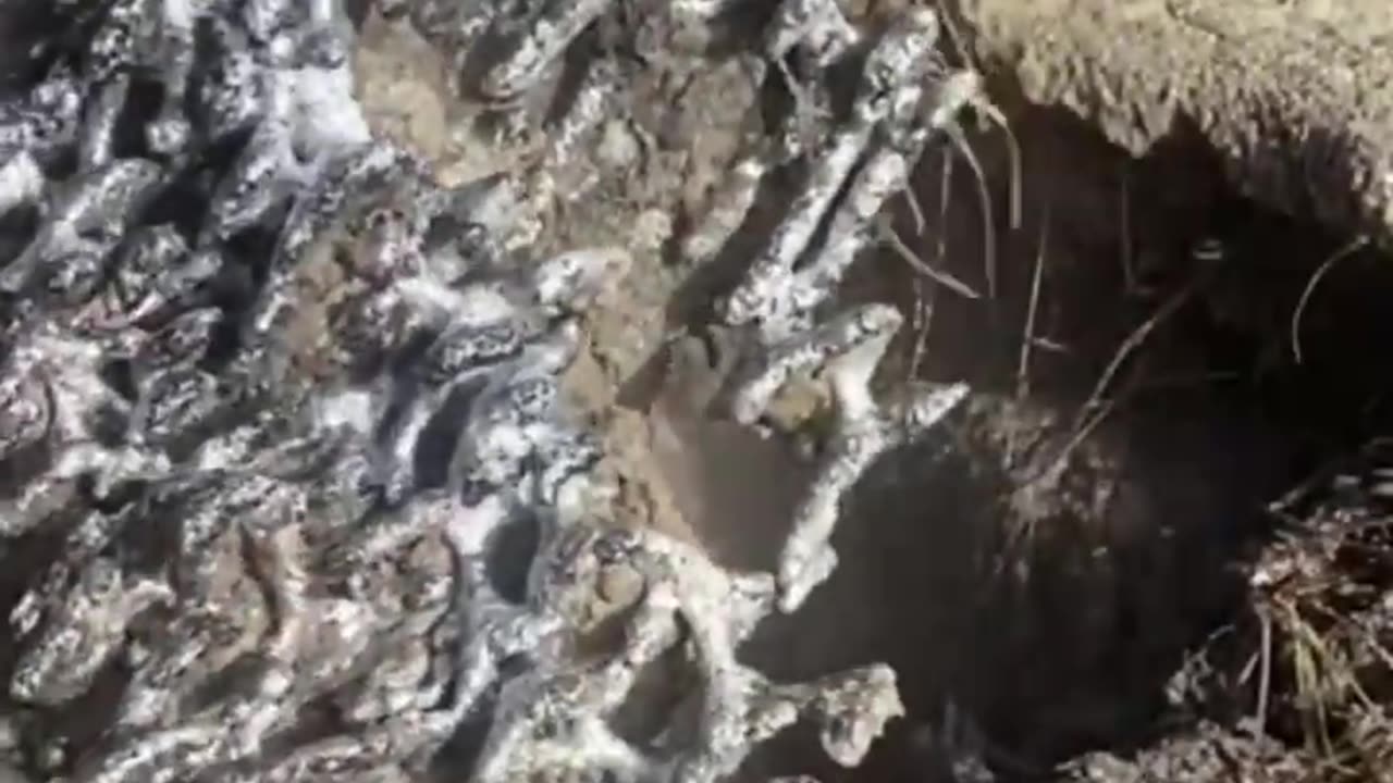 Casting A Fire Ant Colony- Shorts #11- Invasive Species