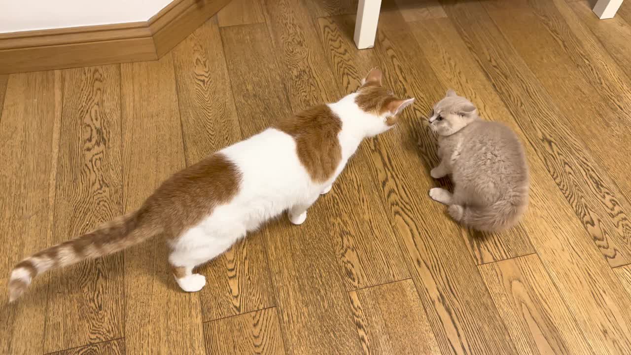 New Kitten Meets Cat For The First Time (3)