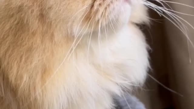 There's a lake in the cat's eyes. I don't know what it's thinking.