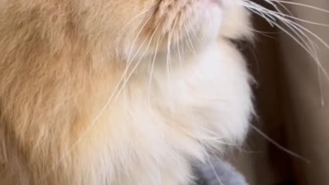 There's a lake in the cat's eyes. I don't know what it's thinking.