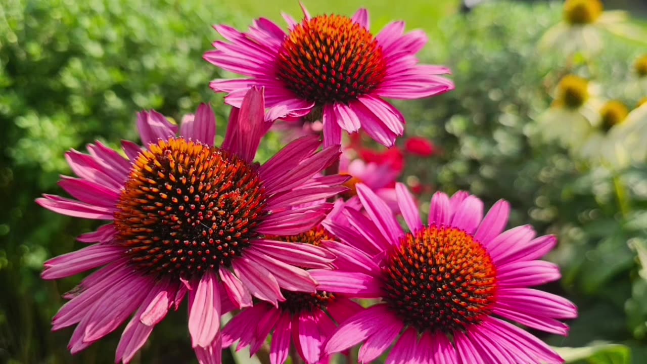 Flowers For A Fall Day From Petunia