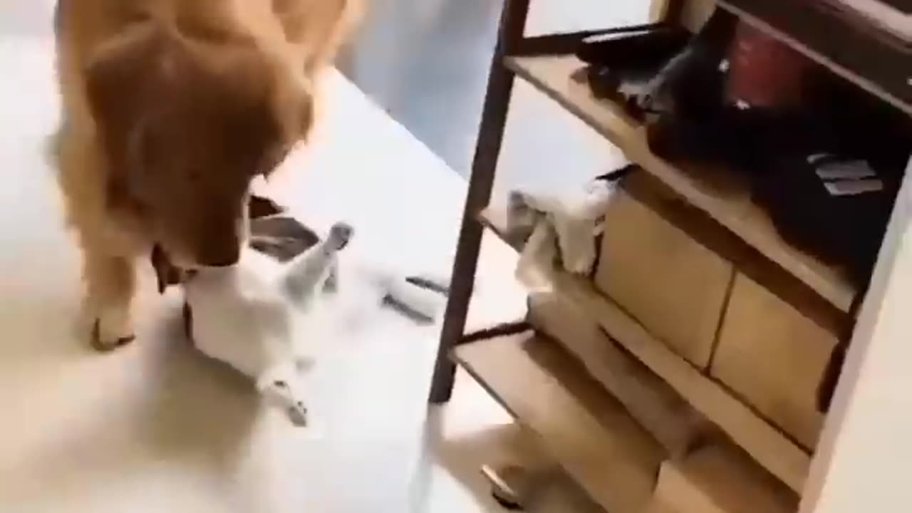 Unlikely Friendship: Astonishing Cat and Dog Duo! Short #shorts #funnymemes #syl_veste