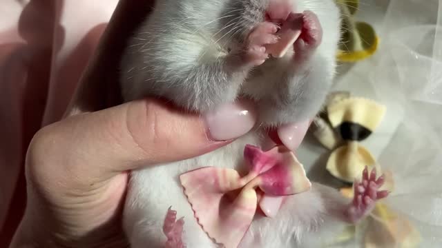 Small white rat with beautiful looking