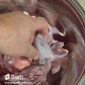 #Shorts #Meat Math #Healthy Meat #Rabbit #Quail #Limited Space #Real Food